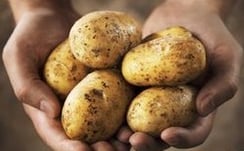 patata