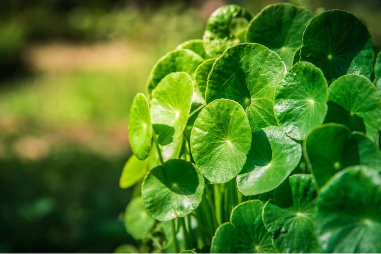 Planta de Gotu Kola