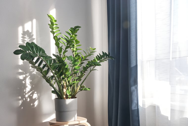 zz-planta