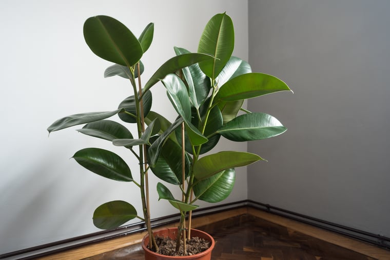 planta de caucho