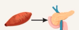 batata-páncreas-alimentos